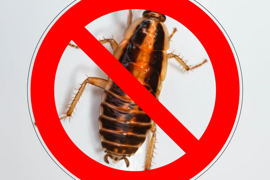 cockroach-free home
